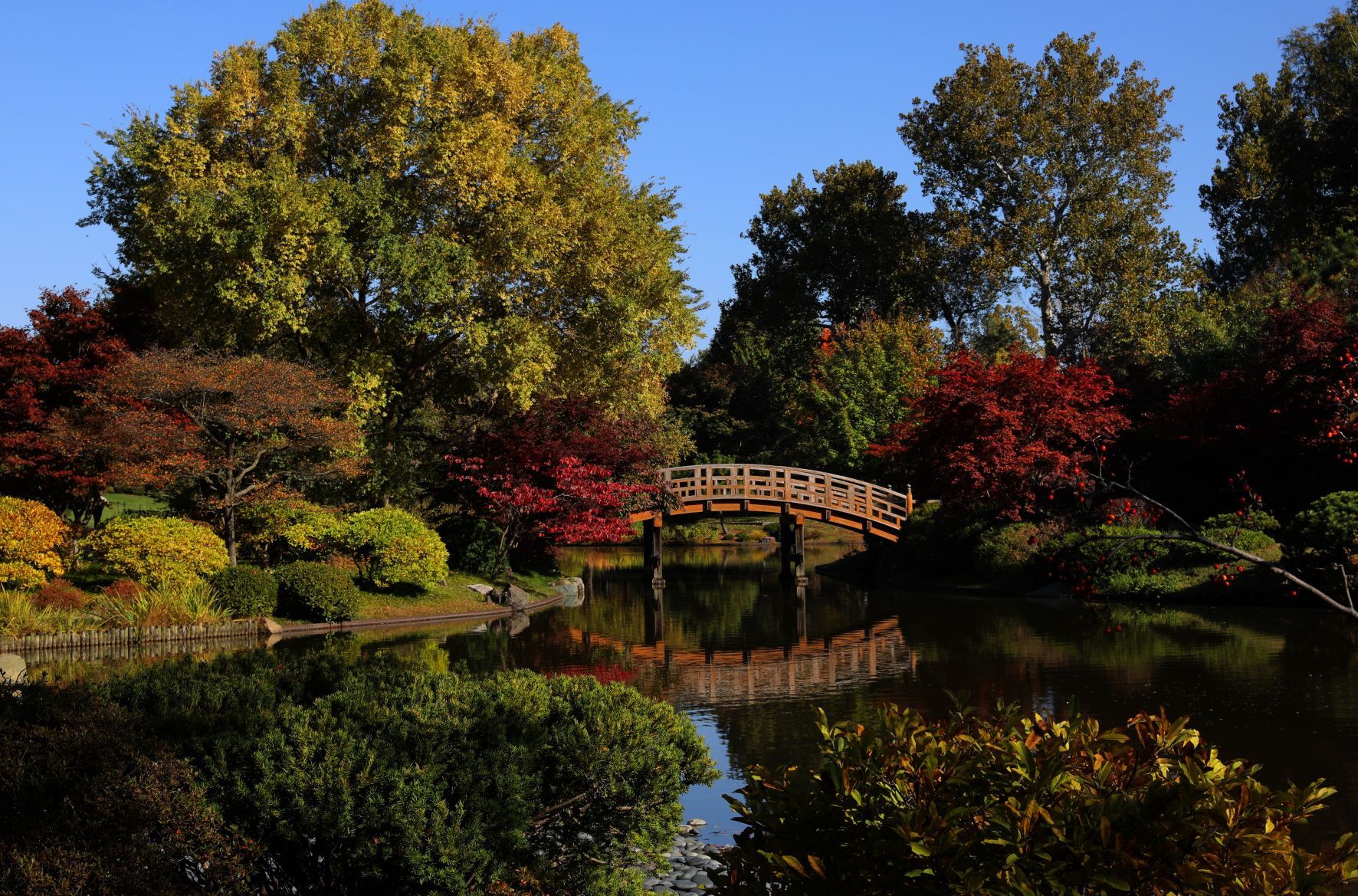 Fall colors remain at MoBot during final days of tree week